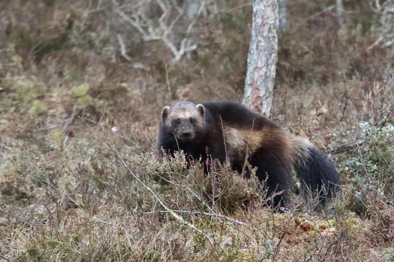 B&B Camp Aengra Lassekrog Kültér fotó