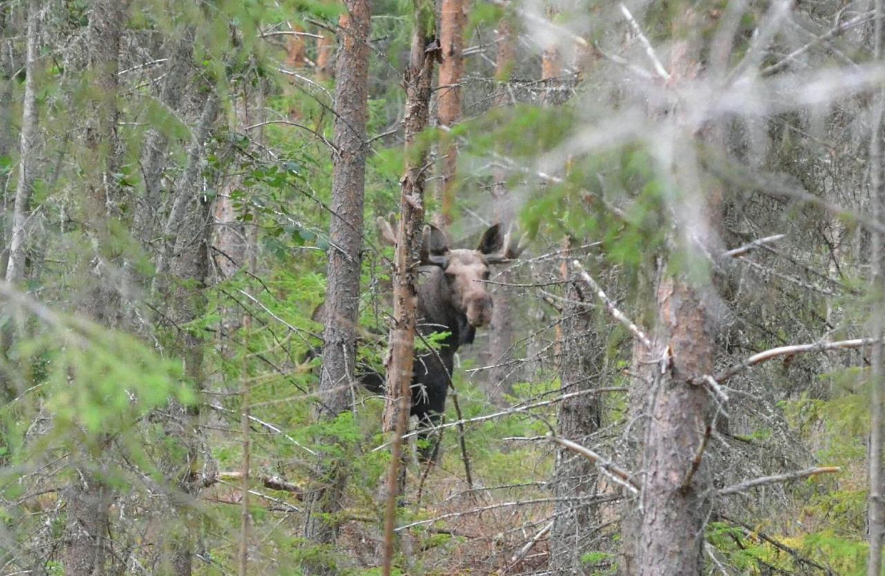 B&B Camp Aengra Lassekrog Kültér fotó