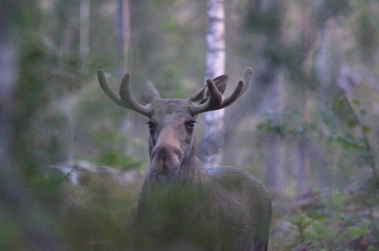 B&B Camp Aengra Lassekrog Kültér fotó